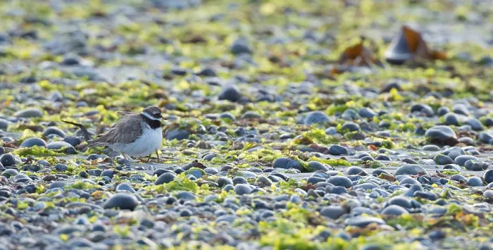 Framed Print : A sandplover (Charadrius hiaticula) with very young chicks under its wing