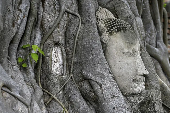 Framed Print : Sandstone Buddha head at the foot of a Bodhi tree in Wat Mahathat