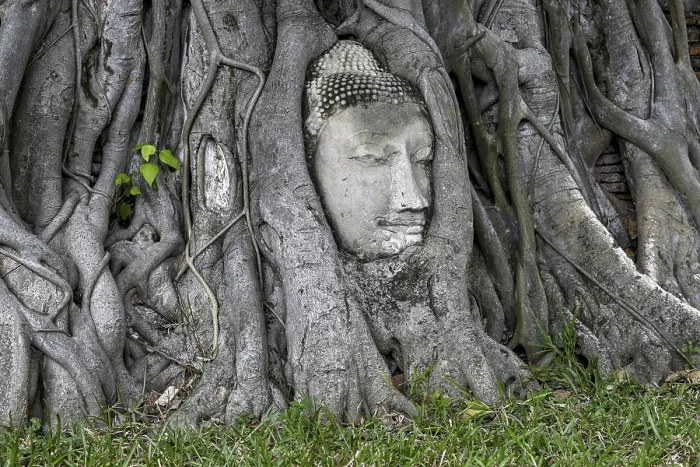 Framed Print : Sandstone Buddha head at the foot of a Bodhi tree in Wat Mahathat Framed Print : Sandstone Buddha head at the foot of a Bodhi tree in Wat Mahathat