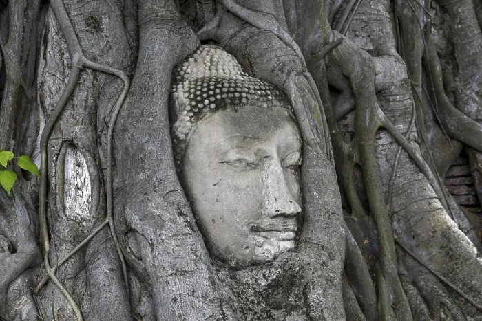Framed Print : Sandstone Buddha head at the foot of a Bodhi tree in Wat Mahathat