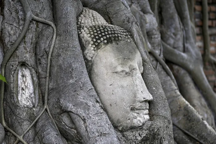 Framed Print : Sandstone Buddha head at the foot of a Bodhi tree in Wat Mahathat Framed Print : Sandstone Buddha head at the foot of a Bodhi tree in Wat Mahathat