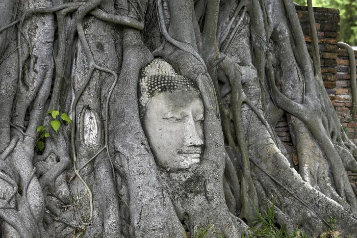 Framed Print : Sandstone Buddha head at the foot of a Bodhi tree in Wat Mahathat
