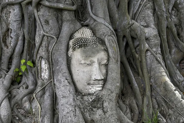Framed Print : Sandstone Buddha head at the foot of a Bodhi tree in Wat Mahathat Framed Print : Sandstone Buddha head at the foot of a Bodhi tree in Wat Mahathat