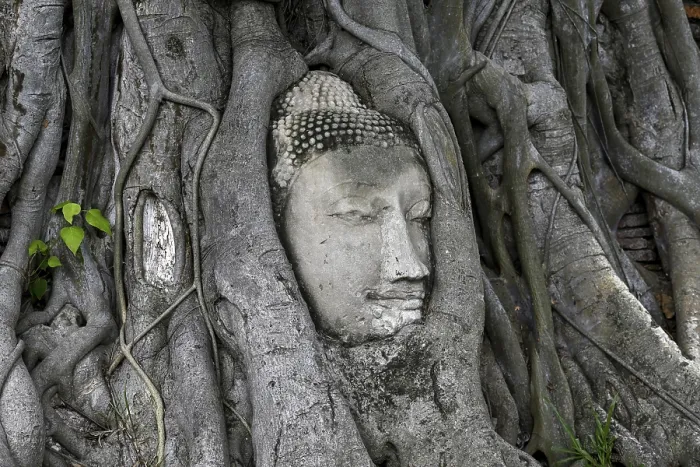 Framed Print : Sandstone Buddha head at the foot of a Bodhi tree in Wat Mahathat