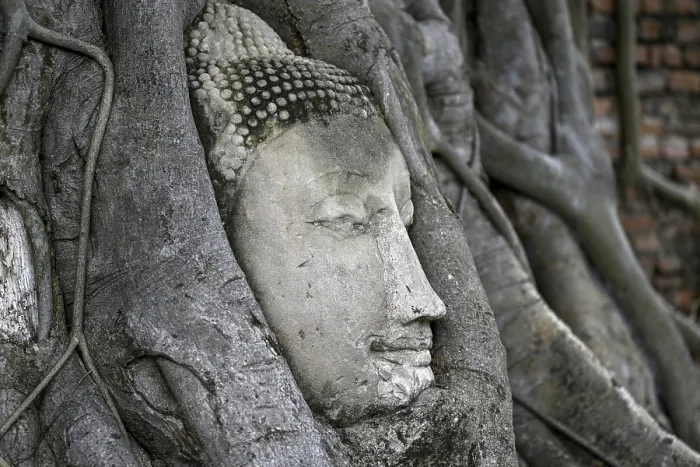 Framed Print : Sandstone Buddha head at the foot of a Bodhi tree in Wat Mahathat
