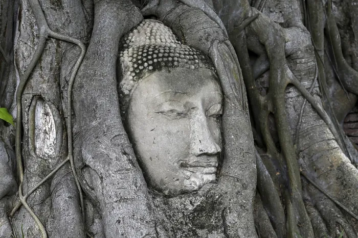 Framed Print : Sandstone Buddha head at the foot of a Bodhi tree in Wat Mahathat