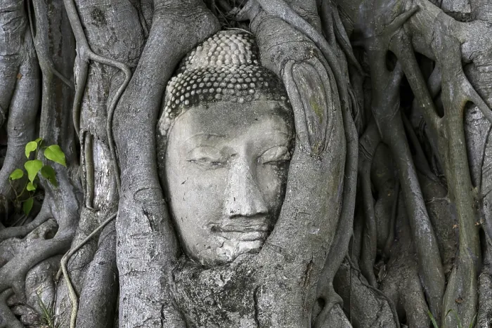 Framed Print : Sandstone Buddha head at the foot of a Bodhi tree in Wat Mahathat