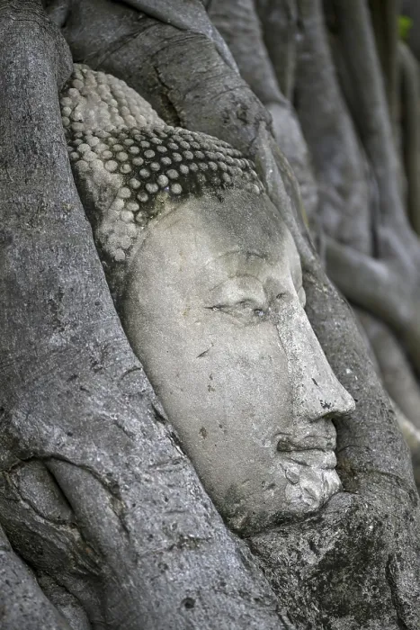 Framed Print : Sandstone Buddha head at the foot of a Bodhi tree in Wat Mahathat Framed Print : Sandstone Buddha head at the foot of a Bodhi tree in Wat Mahathat
