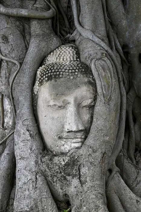 Framed Print : Sandstone Buddha head at the foot of a Bodhi tree in Wat Mahathat