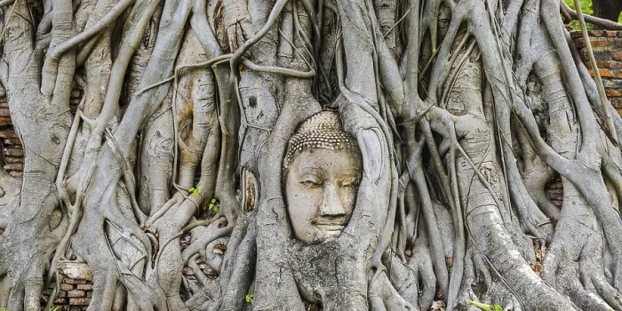 Framed Print : Sandstone head of a Buddha statue