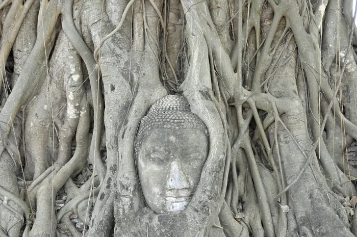 Framed Print : Sandstone head of a Buddha statue