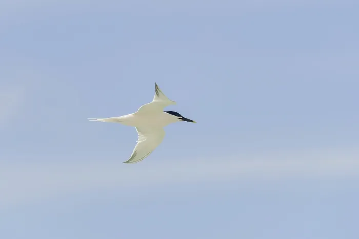 Framed Print : Sandwich tern (Sterna sandvicensis)