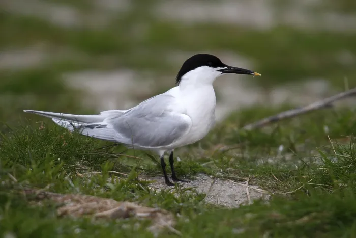 Framed Print : Sandwich tern (Sterna sandvicensis) standing in a meadow