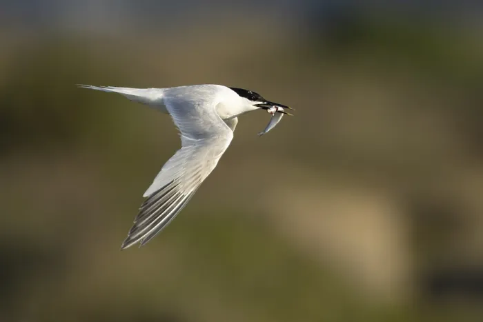 Framed Print : Sandwich tern (Thalasseus sandvicensis) adult bird with a fish in its beak in flight