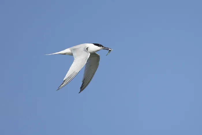 Framed Print : Sandwich tern (Thalasseus sandvicensis) adult bird with a fish in its beak in flight in a blue sky