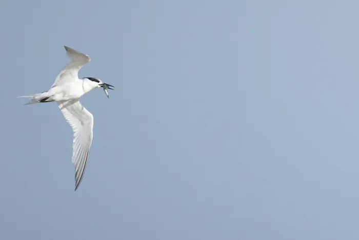 Framed Print : Sandwich tern (Thalasseus sandvicensis) adult bird with a fish in its beak in flight in summer