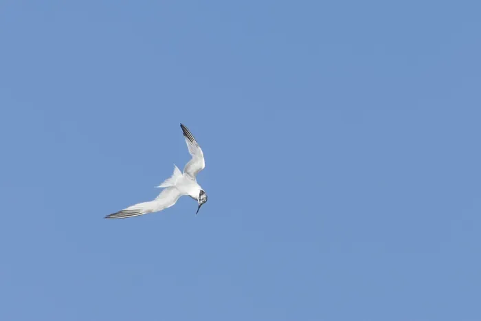 Framed Print : Sandwich tern (Thalasseus sandvicensis) adult bird in flight
