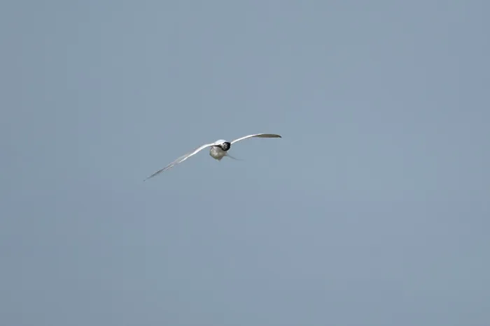 Framed Print : Sandwich tern (Thalasseus sandvicensis) adult bird preening in flight in a blue sky