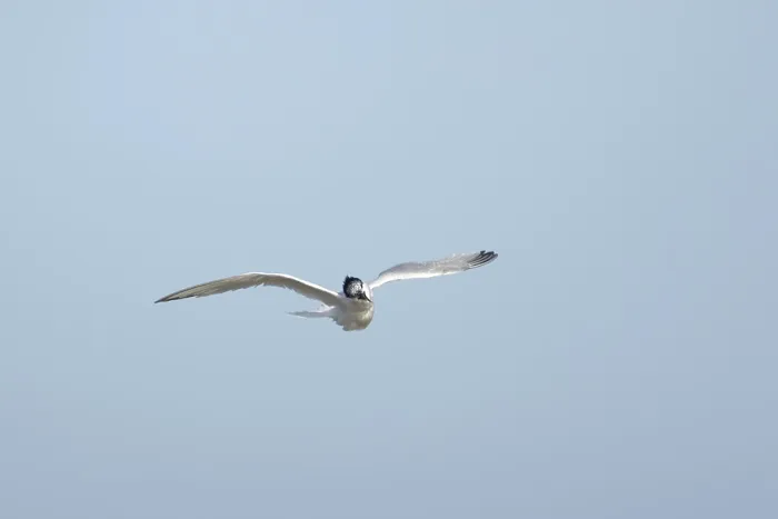 Framed Print : Sandwich tern (Thalasseus sandvicensis) adult bird shaking in flight Framed Print : Sandwich tern (Thalasseus sandvicensis) adult bird shaking in flight