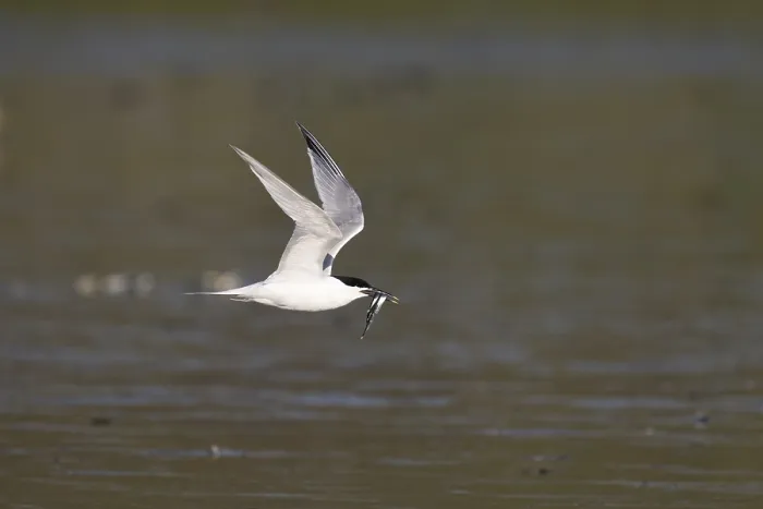 Framed Print : Sandwich tern (Thalasseus sandvicensis) with fish Framed Print : Sandwich tern (Thalasseus sandvicensis) with fish