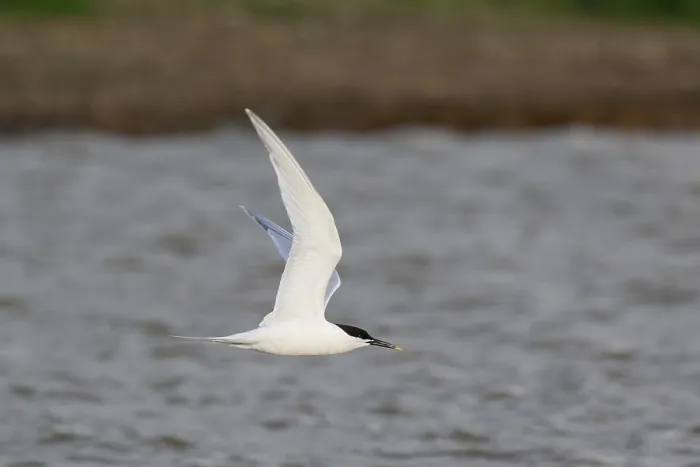 Framed Print : Sandwich Tern (Thalasseus sandvicensis) flying Framed Print : Sandwich Tern (Thalasseus sandvicensis) flying