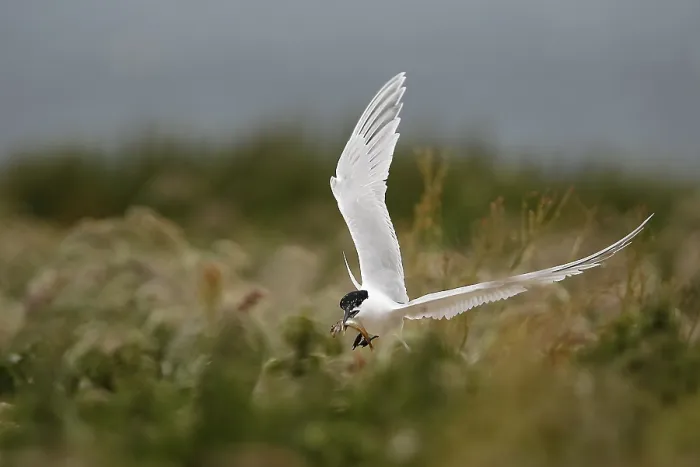 Framed Print : Sandwich Tern (Thalasseus sandvicensis) flying with fish in its beak