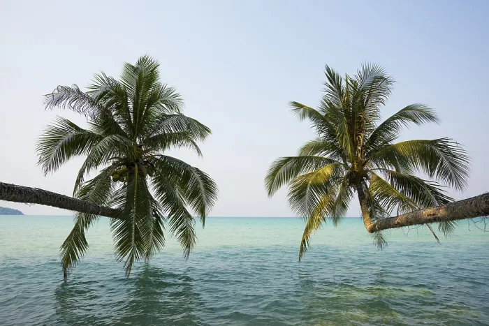 Framed Print : Sandy beach beach with coconut palms Framed Print : Sandy beach beach with coconut palms