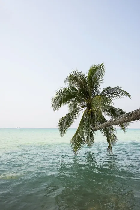 Framed Print : Sandy beach beach with coconut palms