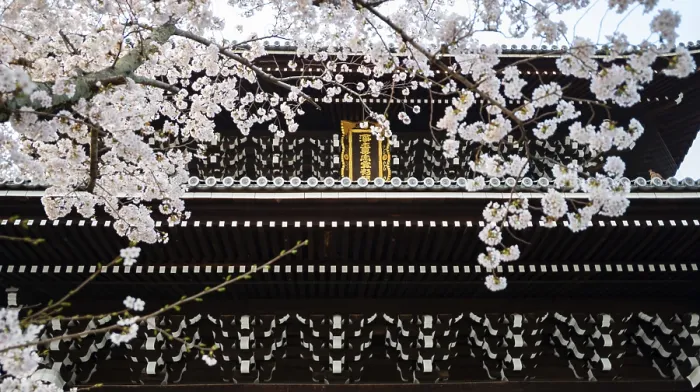 Framed Print : Detail of Sanmon Gate and blooming cherry trees