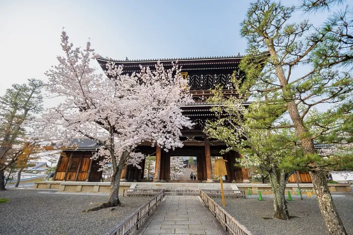 Framed Print : Sanmon Gate and blooming cherry trees