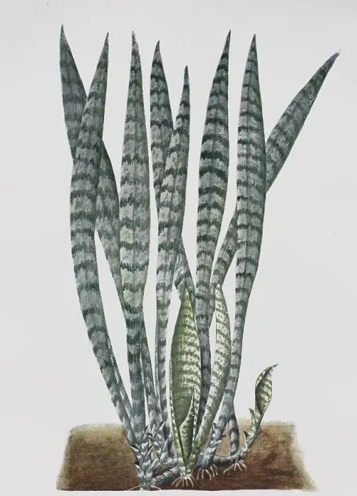 Framed Print : Sansevieria, Sanseviera guineensis