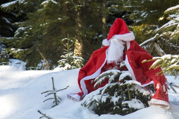 Framed Print : The Santa Claus costume with beards hangs on the spruce in the winter forest