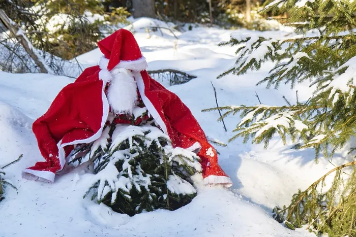 Framed Print : The Santa Claus costume with beards hangs on the spruce in the winter forest Framed Print : The Santa Claus costume with beards hangs on the spruce in the winter forest