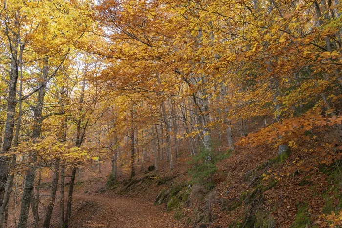 Framed Print : Sao Lourenco Woods in Autumn. Orange