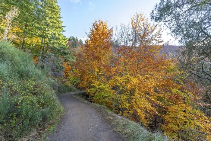 Framed Print : Sao Lourenco Woods in Autumn. Yellow Framed Print : Sao Lourenco Woods in Autumn. Yellow