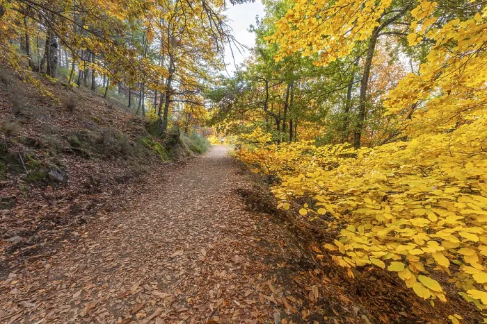 Framed Print : Sao Lourenco Woods in Autumn. Yellow Framed Print : Sao Lourenco Woods in Autumn. Yellow