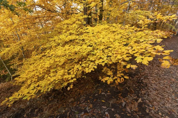Framed Print : Sao Lourenco Woods in Autumn. Yellow Beech Trees