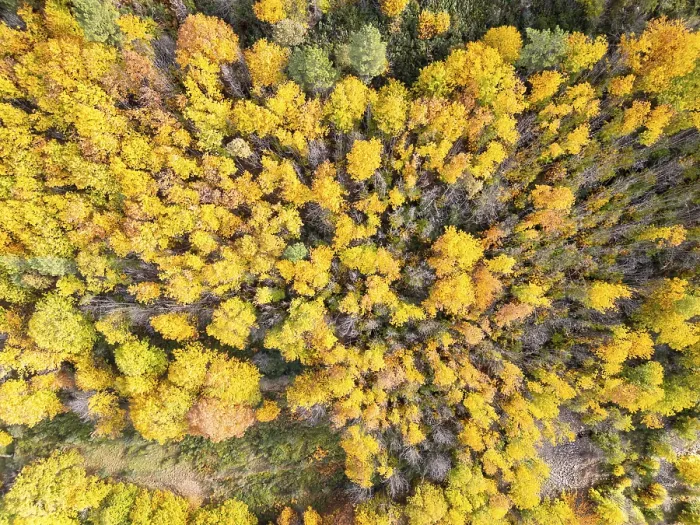 Framed Print : Sao Lourenco Woods in Autumn. Yellow Beech Trees