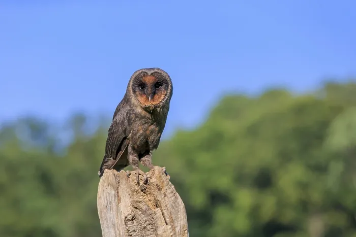 Framed Print : Sao Tome Barn Owl (Tyto thomensis) Framed Print : Sao Tome Barn Owl (Tyto thomensis)