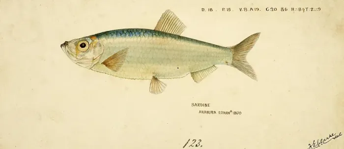 Framed Print : Sardine, Sardina pilchardus, European pilchard, Sardina, Fish, Reproduction of an original, by Frank Edward Clarke (b. 1849, d. 1899), ichthyologist and scientific draughtsman