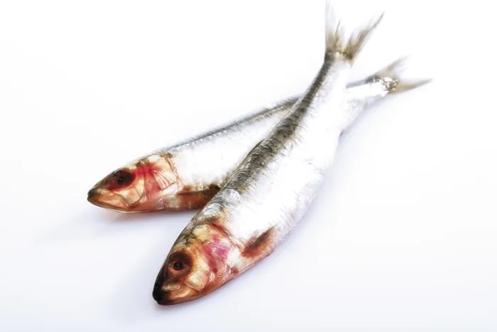 Framed Print : Two sardines Framed Print : Two sardines