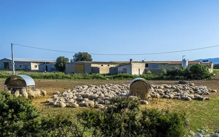 Framed Print : Sardinia, A flock of sheep lying in the sun