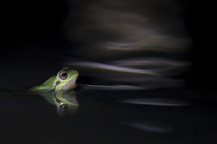 Framed Print : Sardinian tree frog (Hyla sarda)