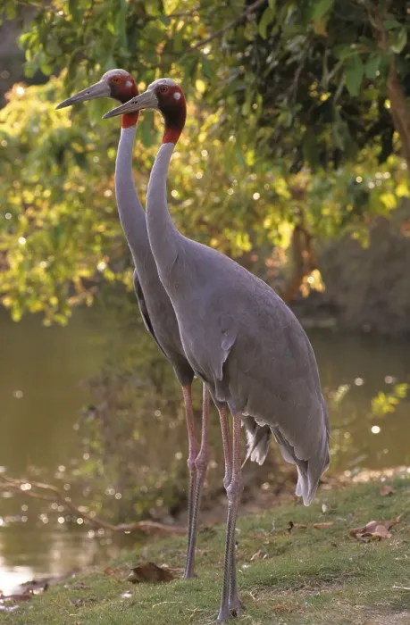 Framed Print : Sarus crane (Grus antigone) adults