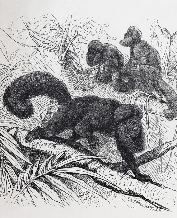 Framed Print : Satan monkey or black saki (Chiropotes satanas)