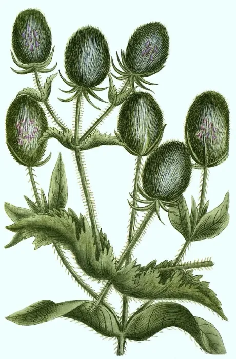 Framed Print : Sativus flore rubro Weber's teasel (Dipsacus)