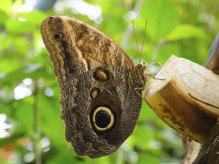 Framed Print : Satyrine (Satyrinae) in the Butterfly House