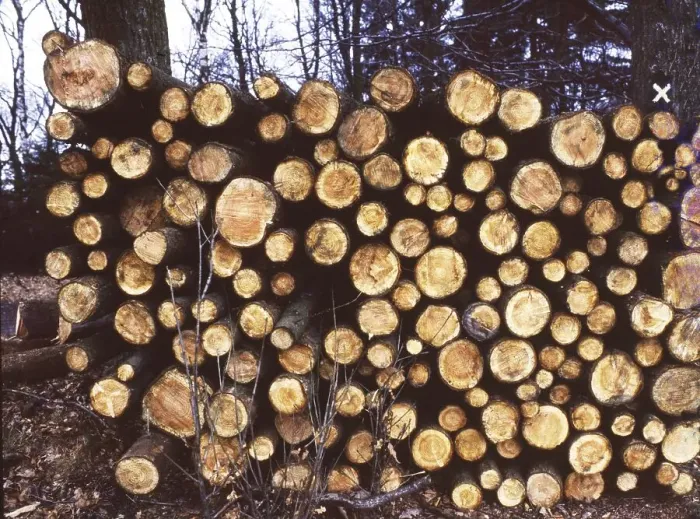 Framed Print : Sauerland. Iserlohn. Timber felling. ca. 1988 Framed Print : Sauerland. Iserlohn. Timber felling. ca. 1988