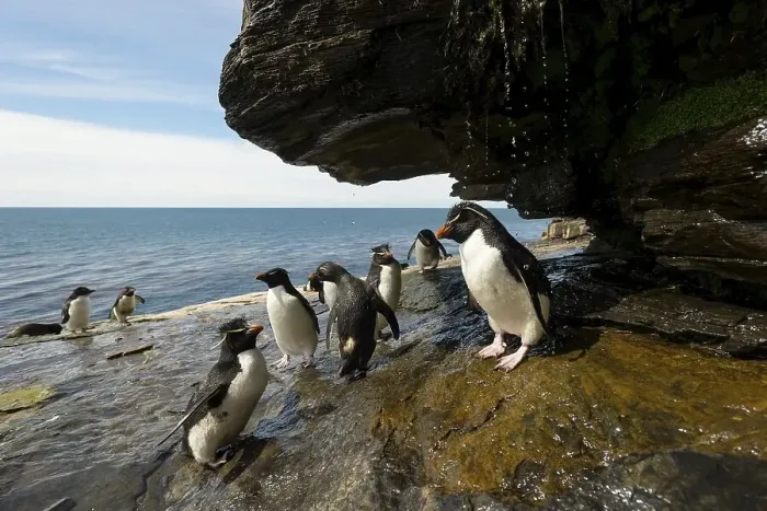 Framed Print : Saunders Island, Southern Rockhopper Penguins (Eudyptes chrysocome)