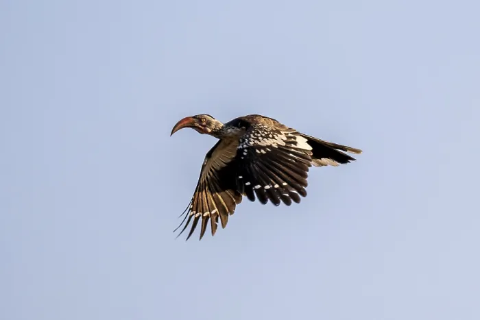 Framed Print : Savanna Hornbill (Tockus erythrorhynchus) flying Framed Print : Savanna Hornbill (Tockus erythrorhynchus) flying